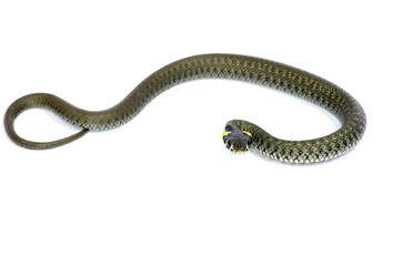 snake