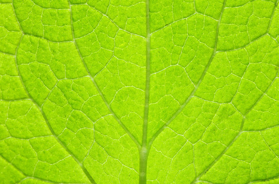 leaf natural background