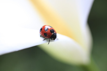 Ladybug