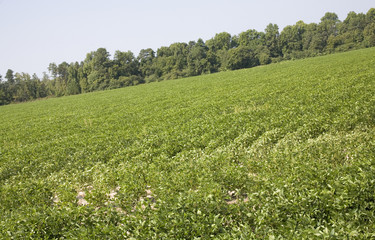 Soy bean field