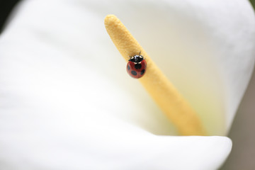 Ladybug