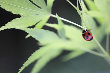 Ladybug