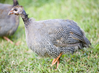 Strutting bird