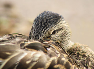 Mallard Duck - her beak tuck in her feathers, cozy & content