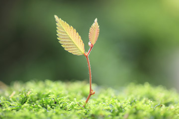 Sprout in the forest.