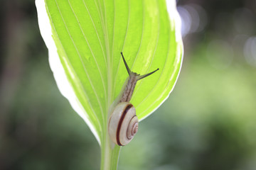 Snail