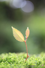 Sprout in the forest.