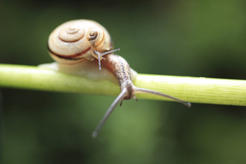 Snail