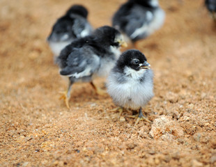 baby chicken