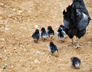 Fototapeta premium mother hen and chickens