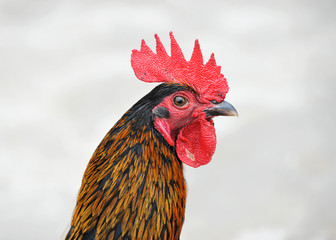 rooster