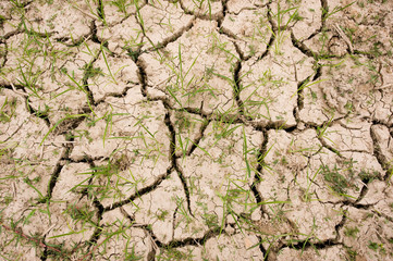 dried soil
