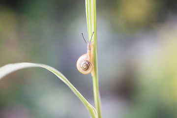 Snail