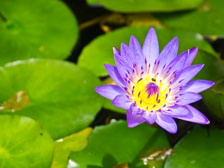 Waterlily