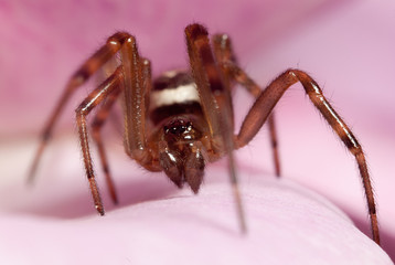 Aranha em pétala de rosa