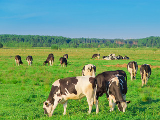 Grazing Producing Milk Village