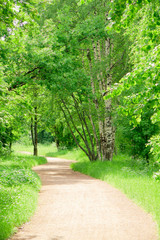 Forest View Woods Landscape Natural Background