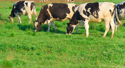 Animals Producing Milk Village