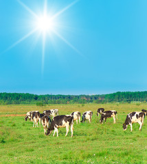 Fototapeta premium Cows On a meadow