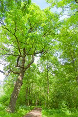 Sunshine Background Beauty