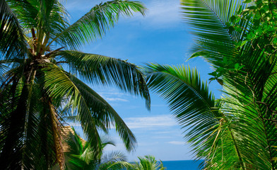 Fototapeta premium Palms Leaves Jungle