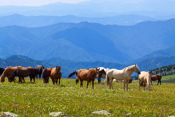 Fototapeta premium mountains landscape with horses