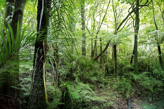 Fototapeta Green tropical jungle forest