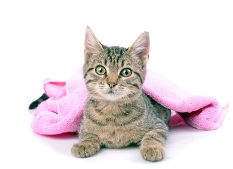 Kitten bathing with a towel, close up, isolated white background