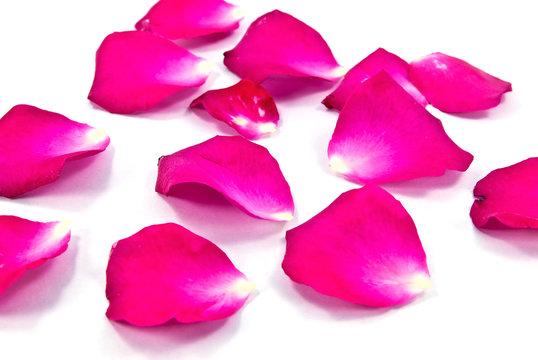 Romantic red rose petals.