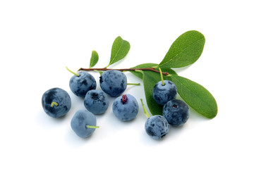Berries of a bog bilberry with leaves