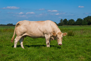 Naklejka na ściany i meble Light brown cow in a meadow looking curiously
