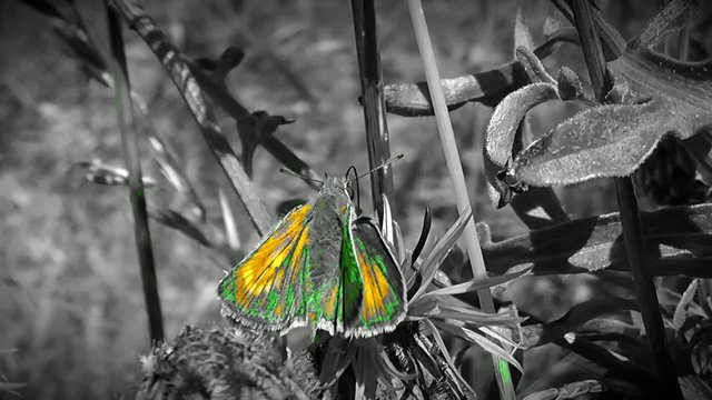 Papillon
