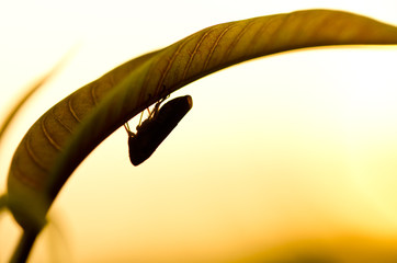 Aphid insect in green nature
