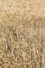 wheat field