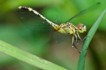 dragonfly in garden