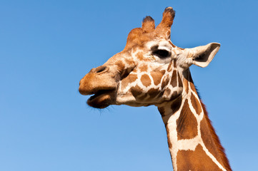 Obraz premium giraffe