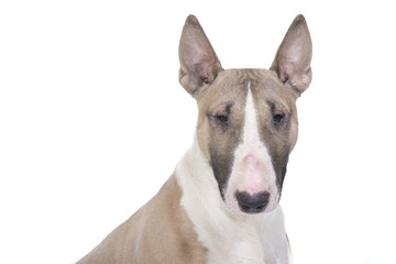 portrait pleine face du bull terrier
