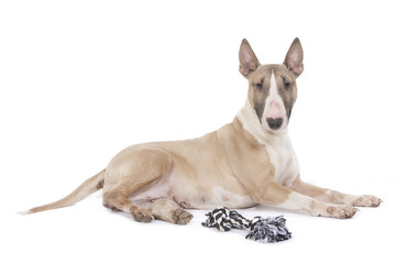 bull terrier et sa corde à mâcher