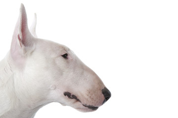 tête typique du bull terrier de profil