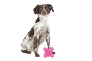 chien et son jouet rose