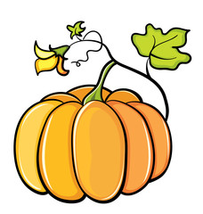 color vector pumpkin vegetable