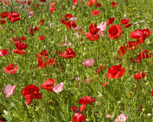 Red poppies