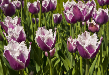 Obraz na płótnie Canvas Violet tulips