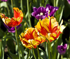Tulips