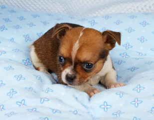 portrait of a cute purebred puppy chihuahua in the puppy-home