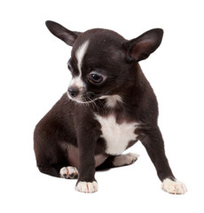 Obraz premium cute small chihuahua puppy sitting on white looking at camera is