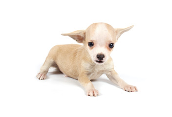 Funny puppy Chihuahua poses