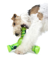 fox terrier s'amusant avec son jouet pour chien