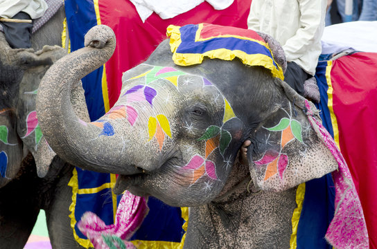 painted elephant in Jaipur