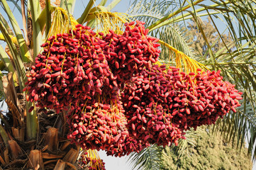 Date palm branches with ripe dates. Northern israel.